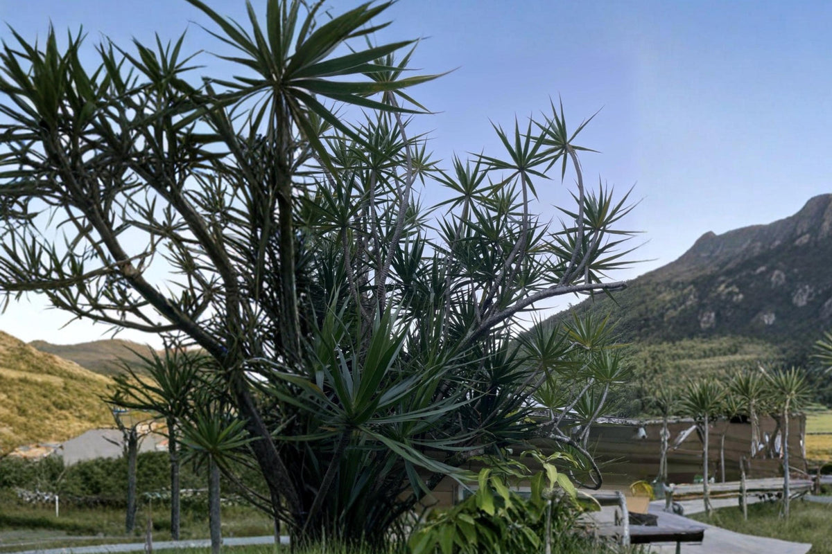 Dragon Tree Cuttings, Dracaena marginata, Tropical Houseplant Propagation Material, 5 Fresh Clippings