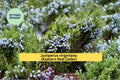 Juniperus virginiana Seeds – Eastern Red Cedar Native Evergreen Tree, Hardy Landscape Conifer, 25 Seeds
