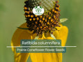 150 Seeds Prairie Coneflower Ratibida columnifera Native Wildflower for Pollinator Gardens & Meadows