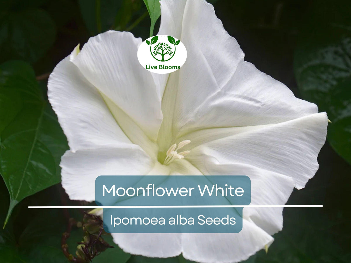 Moonflower White Seeds | Night-Blooming Vine Ipomoea alba | Fragrant, Moth-Pollinated, Non-GMO, 25 Seeds