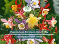 200 Seeds Columbine McKana Giant Mix – Perennial Aquilegia Flowers for Gardens, Butterfly & Hummingbird Attractant, Non-GMO, Vibrant Colors