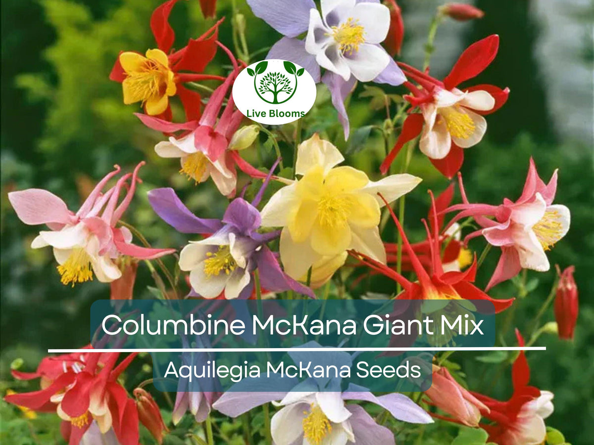 200 Seeds Columbine McKana Giant Mix – Perennial Aquilegia Flowers for Gardens, Butterfly & Hummingbird Attractant, Non-GMO, Vibrant Colors