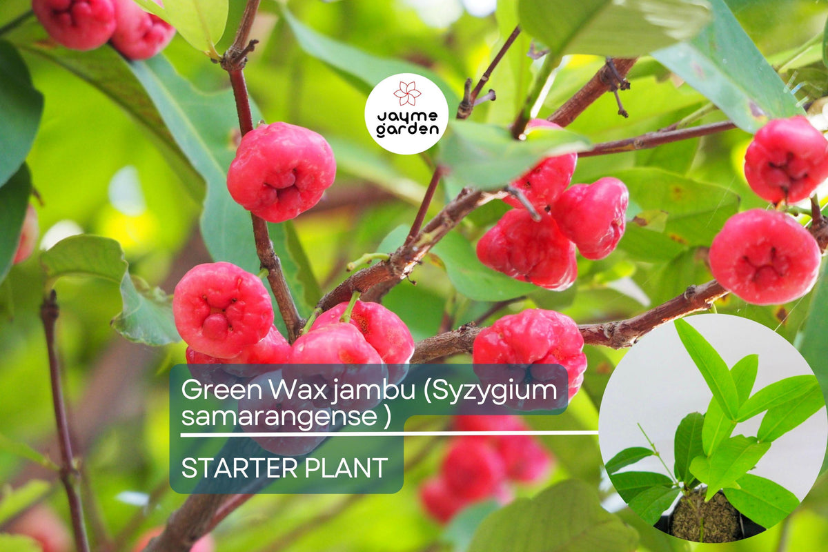 Live Green Wax Jambu Fruit Tree | Syzygium samarangense | Tropical Bell-Shaped Edible Tree | Juicy, Crisp Fruits