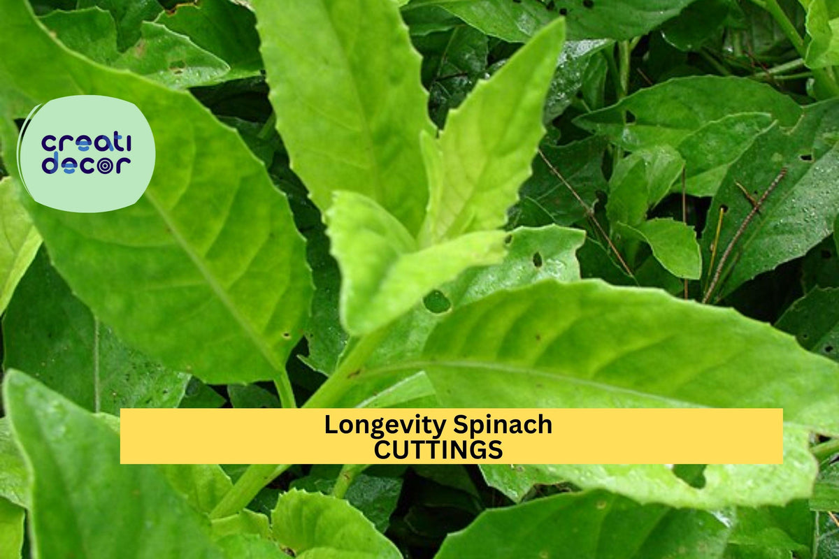 Longevity Spinach Cuttings, Gynura procumbens, Unrooted Starter Plants, Edible Green, Fast Growing, Zone 9+