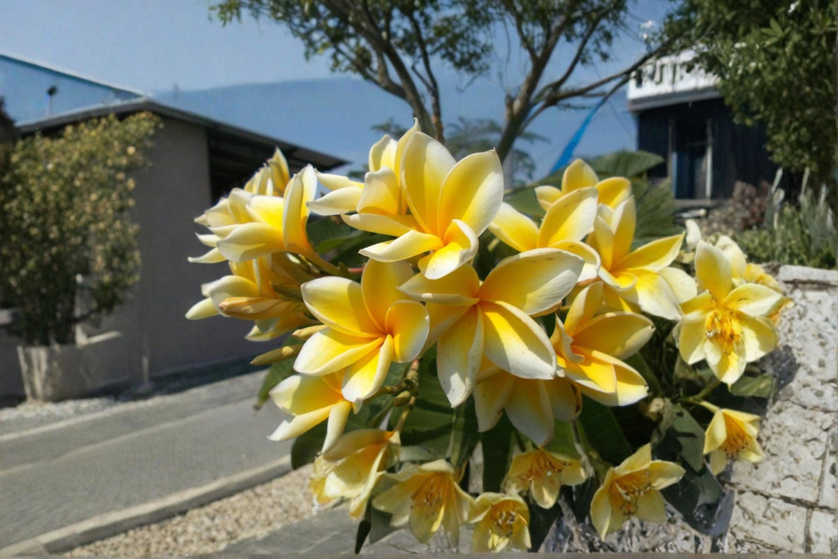 Yellow Plumeria Cutting - Fragrant Tropical Flowering Tree - 9-12 Inches - Plumeria spp.
