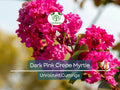 7 Lagerstroemia Indica Dark Pink Crepe Myrtle Live Flower Plant Cuttings – Unrooted 6" Propagation Material