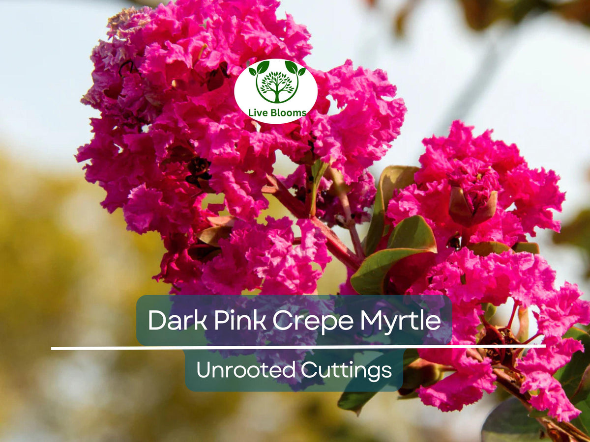 7 Lagerstroemia Indica Dark Pink Crepe Myrtle Live Flower Plant Cuttings – Unrooted 6" Propagation Material