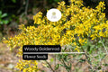 Woody Goldenrod Seeds (Chrysoma pauciflosculosa) | 25 Seeds | Drought-Tolerant Native Shrub with Bright Yellow Flowers for Pollinators
