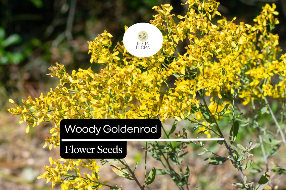 Woody Goldenrod Seeds (Chrysoma pauciflosculosa) | 25 Seeds | Drought-Tolerant Native Shrub with Bright Yellow Flowers for Pollinators