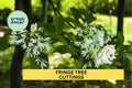 5 Cuttings Fringe Tree Chionanthus virginicus Native White Flowering Landscape Plant