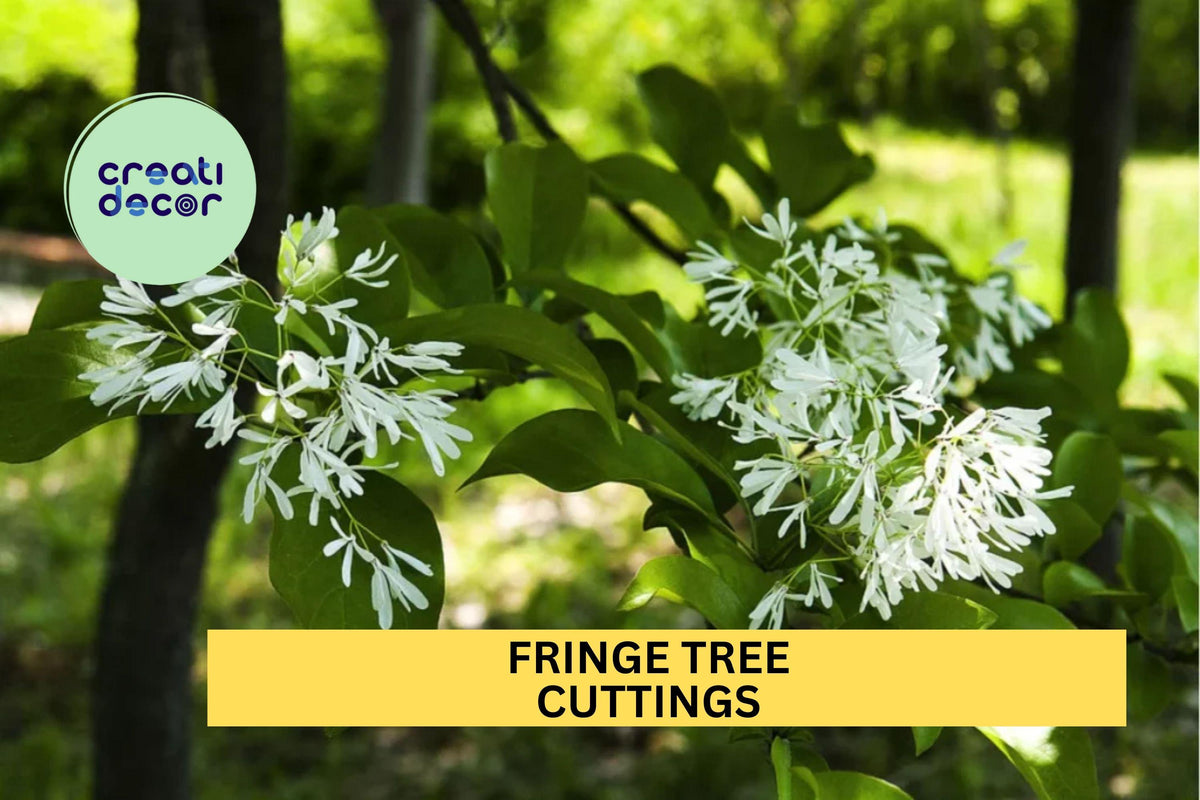5 Cuttings Fringe Tree Chionanthus virginicus Native White Flowering Landscape Plant