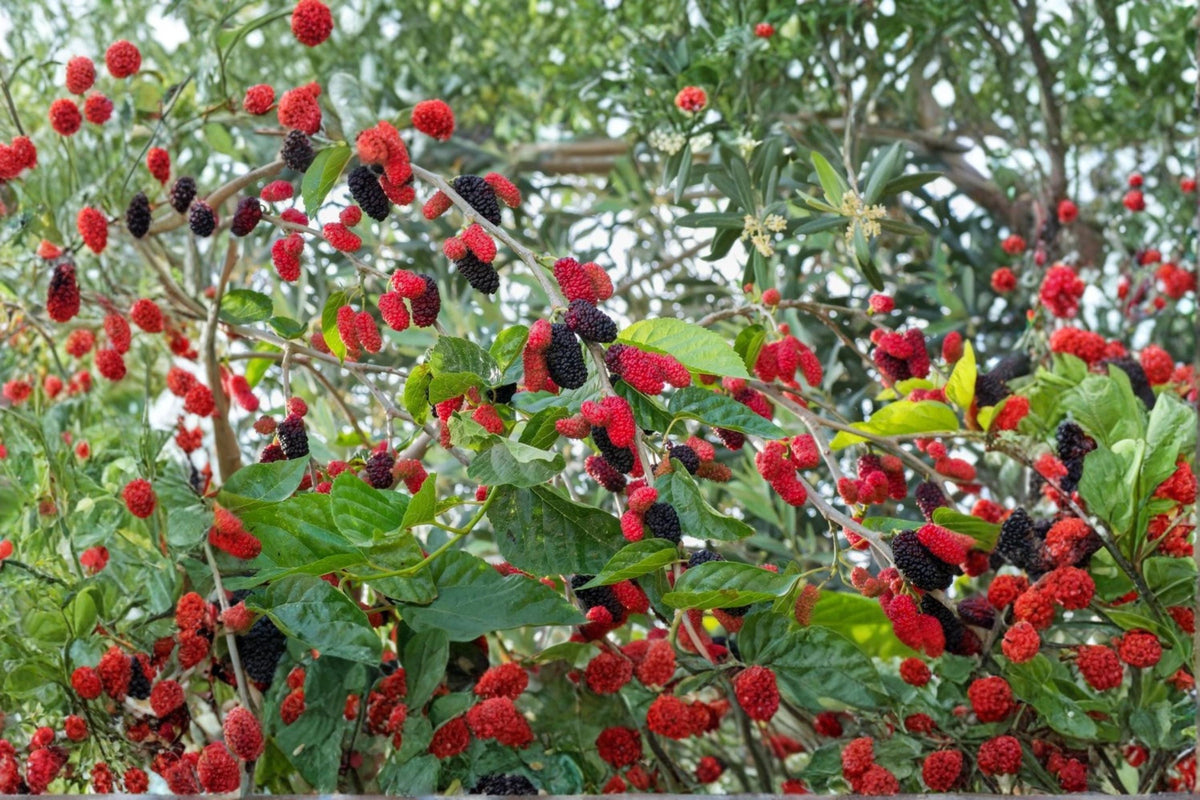 Red Mulberry Cuttings 6-8" Morus rubra Unrooted Fruit Tree for Propagation