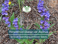 Penstemon Glaber var. Alpinus Seeds - Hardy Alpine Wildflower for Gardens, Drought-Tolerant, Pollinator Magnet, Perennial, 100 mg