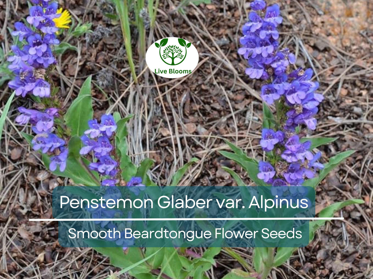 Penstemon Glaber var. Alpinus Seeds - Hardy Alpine Wildflower for Gardens, Drought-Tolerant, Pollinator Magnet, Perennial, 100 mg