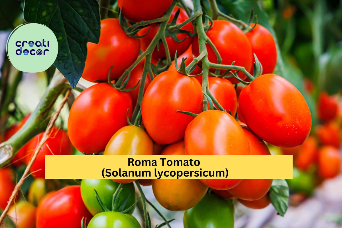Roma Tomato Live Plants Set of 3 – 6–10” Tall Solanum lycopersicum Roma Variety for Sauces & Canning