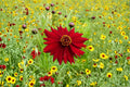 Dwarf Red Coreopsis Seeds, Annual Wildflower, Vibrant Red Blooms, Coreopsis tinctoria, Bee & Butterfly Attractant