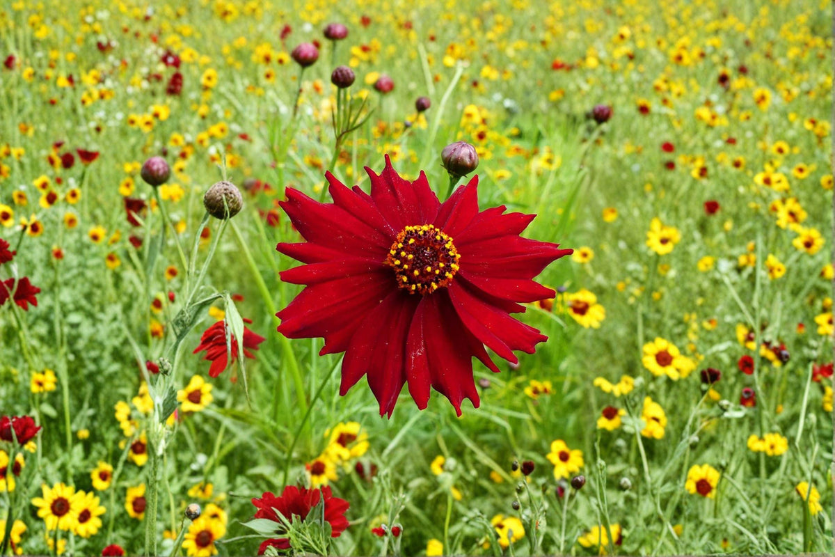 Dwarf Red Coreopsis Seeds, Annual Wildflower, Vibrant Red Blooms, Coreopsis tinctoria, Bee & Butterfly Attractant