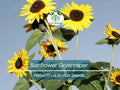 Sunflower Skyscraper Seeds – Giant 14-16 Inch Edible Flowers, Helianthus annuus, Non-GMO, Pollinator-Friendly, Heirloom Garden Plant