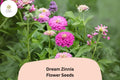 Dream Zinnia Seeds – Soft Pink Blooms for Borders, Cut Flowers & Summer Gardens – Zinnia elegans