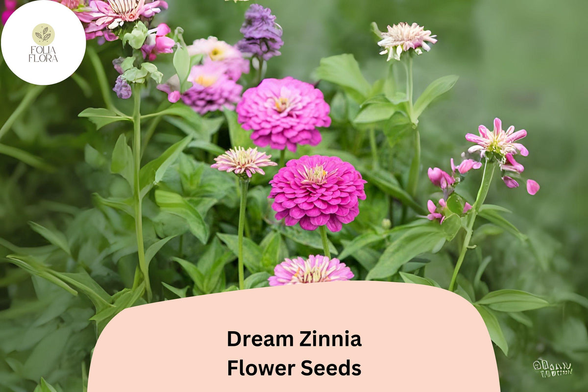Dream Zinnia Seeds – Soft Pink Blooms for Borders, Cut Flowers & Summer Gardens – Zinnia elegans