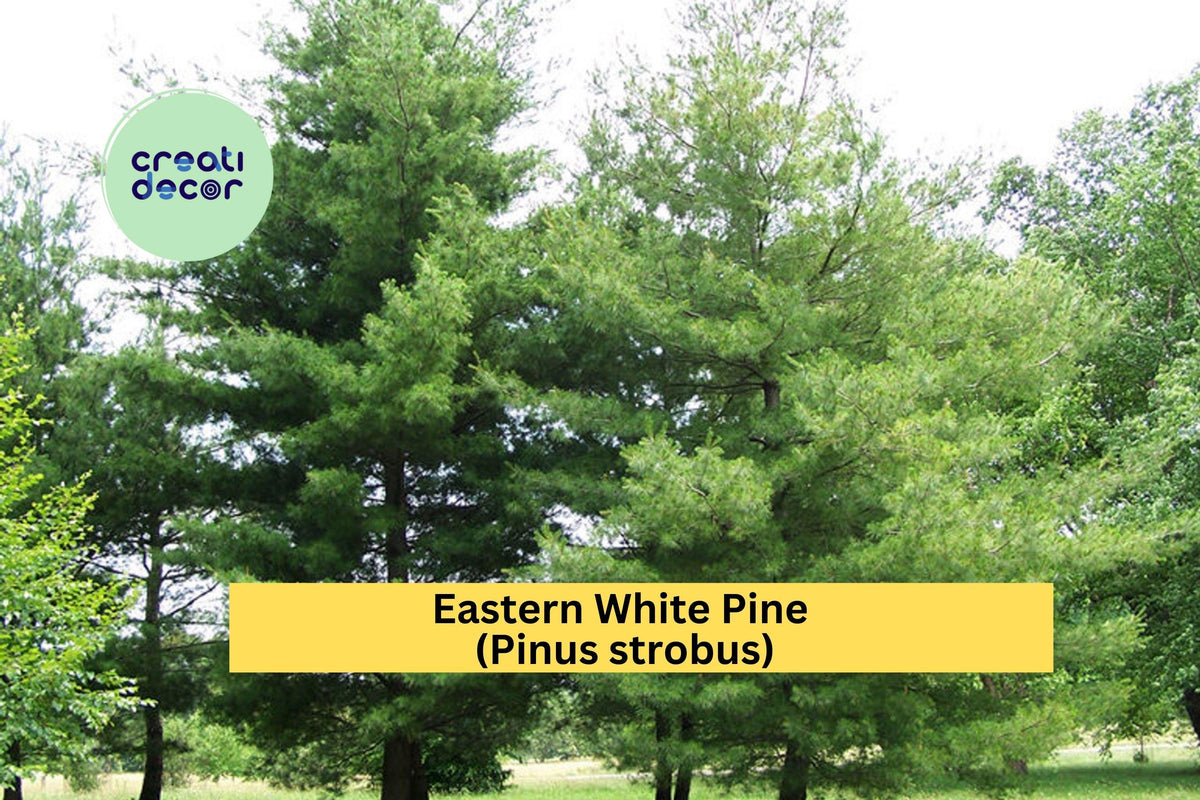 Eastern White Pine Tree Seedlings Set of 10 | Bare Root Pinus strobus Evergreen Conifers for Landscaping & Reforestation
