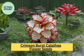 Crimson Burst Calathea Seeds – Exotic Foliage Houseplant – Rare Tropical Indoor & Outdoor Plant – Easy to Grow, Vibrant Red & Green Leaves