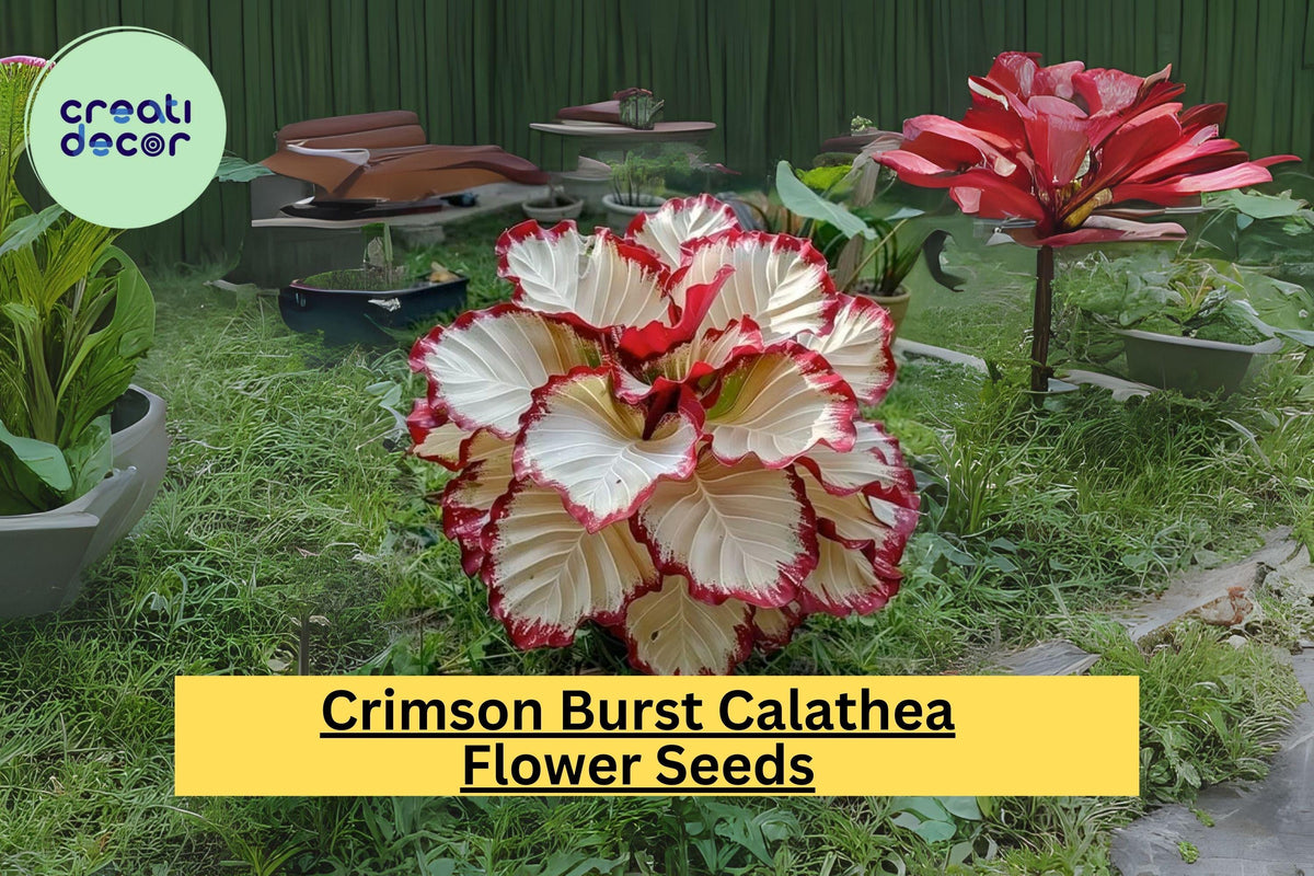 Crimson Burst Calathea Seeds – Exotic Foliage Houseplant – Rare Tropical Indoor & Outdoor Plant – Easy to Grow, Vibrant Red & Green Leaves