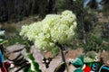 50 Seeds Eriogonum heracleoides Parsnipflower Buckwheat Native Perennial for Dry Slopes & Meadows