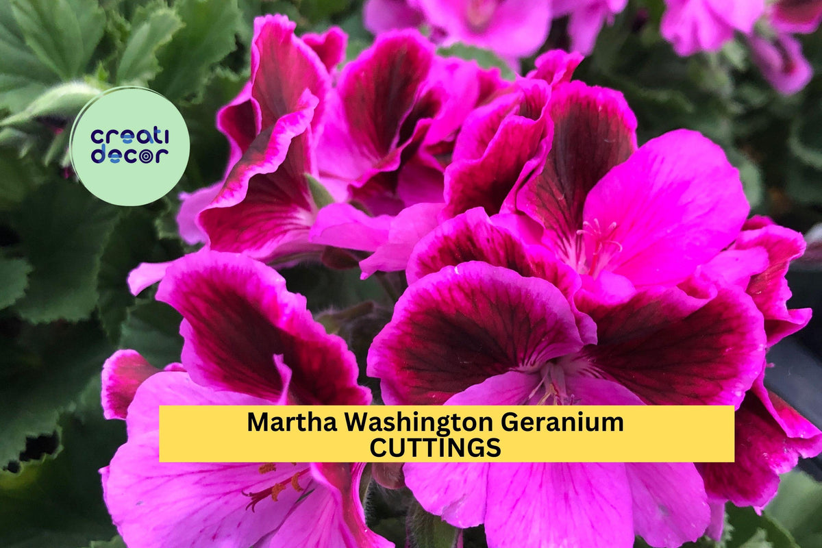 6 Martha Washington Geranium Cuttings – Pelargonium x domesticum Unrooted Flower Stems for Pots, Baskets, Borders