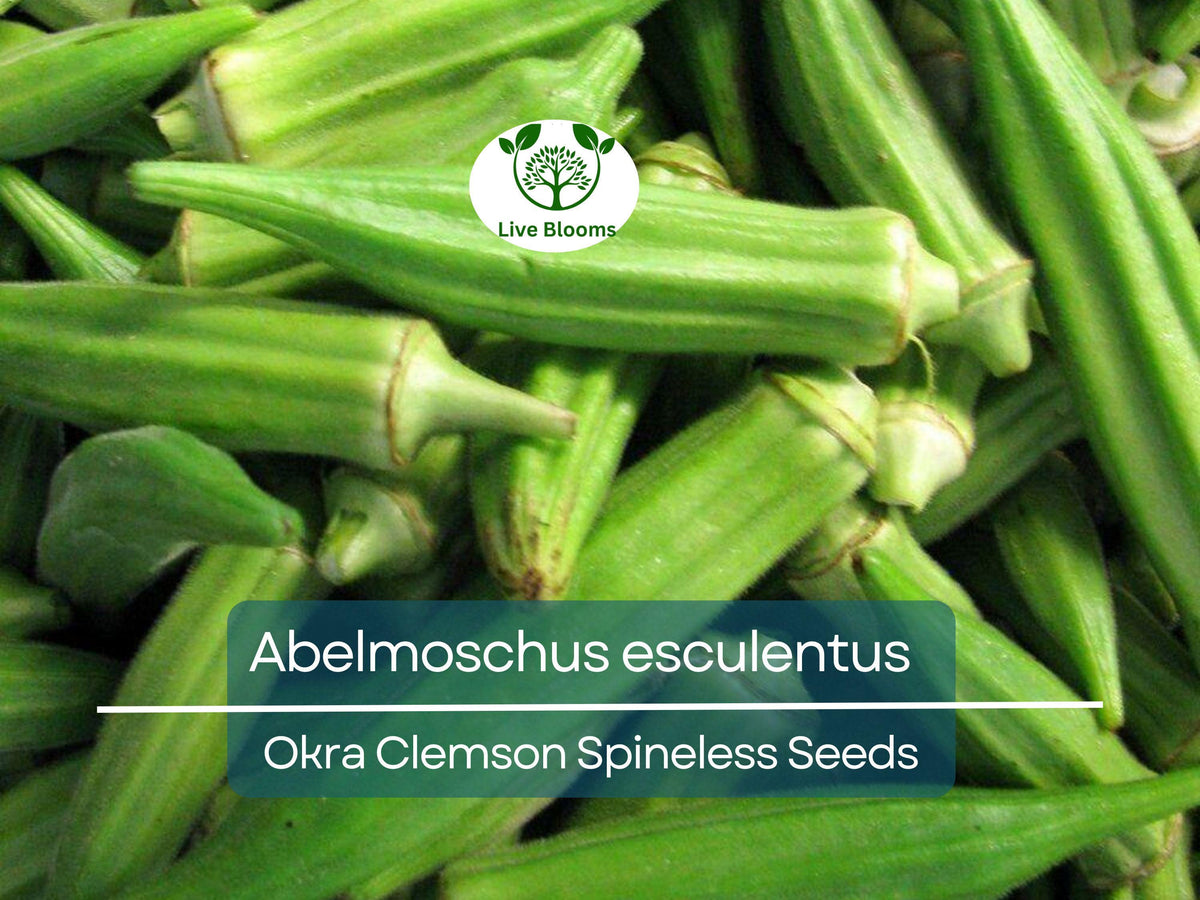 85 Seeds Okra Clemson Spineless for Planting | Abelmoschus esculentus | Spineless, Fast-Growing, Heat Tolerant, High Yield