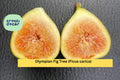 Olympian Fig Tree Live Starter Plant Bare Root Ficus carica Hardy Fruit Tree with Large Sweet Figs for Garden or Container