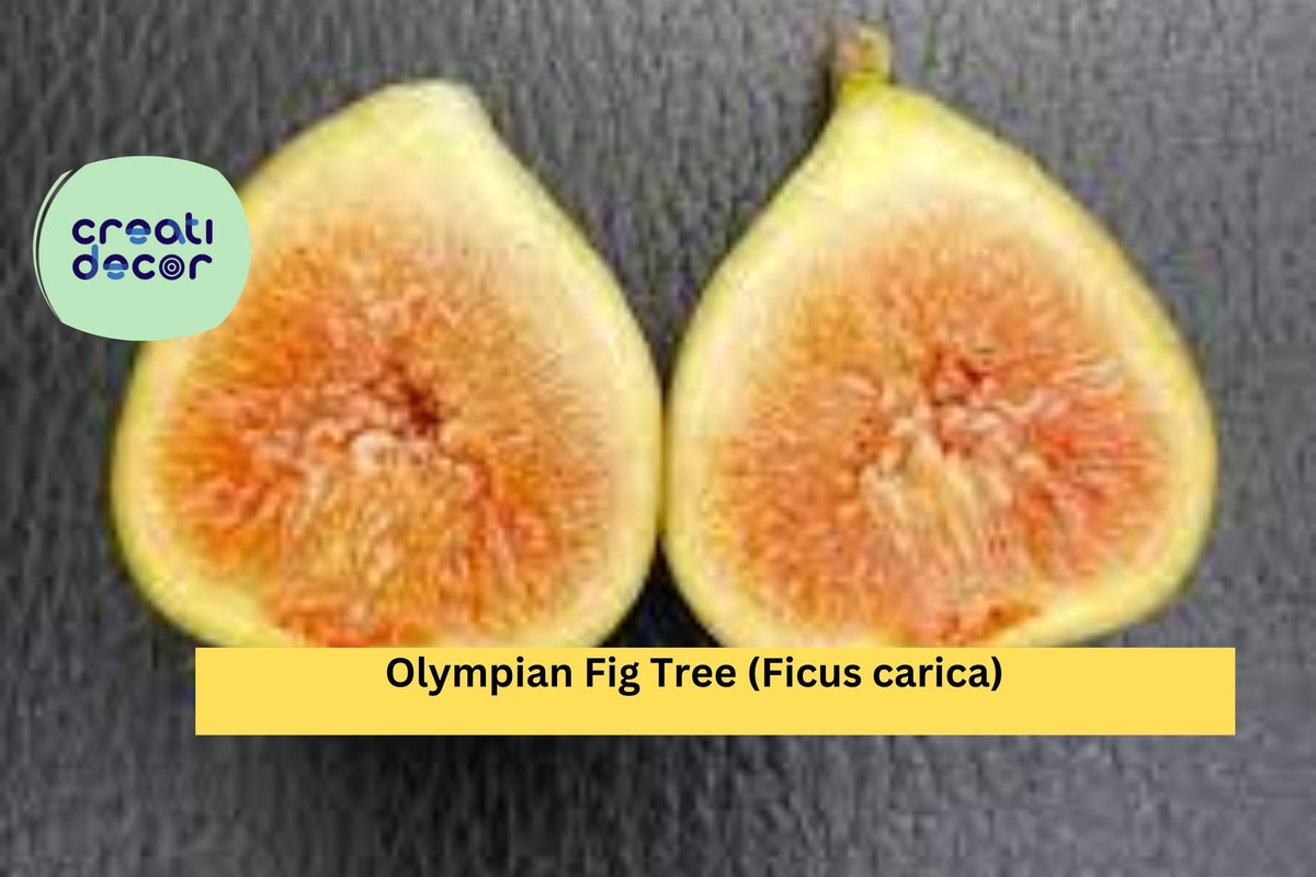 Olympian Fig Tree Live Starter Plant Bare Root Ficus carica Hardy Fruit Tree with Large Sweet Figs for Garden or Container