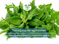 Spinach Seeds 1 Gram New Zealand Tetragonia tetragonioides Heirloom Vegetable for Gardening & Salad