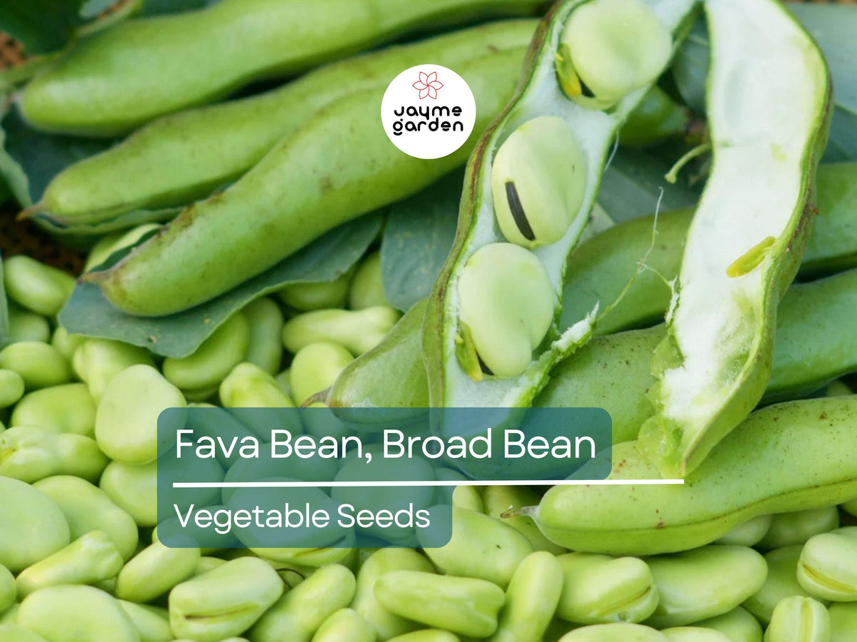 Fava Bean Seeds 5g - Heirloom Non-GMO Broad Beans for Planting - High-Yield, Protein-Rich Legumes for Garden & Raised Beds