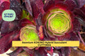Rare Aeonium Kokino Hybrid Succulent Cuttings – 2 Unrooted Rosette Plants for Propagation, Colorful Desert Garden