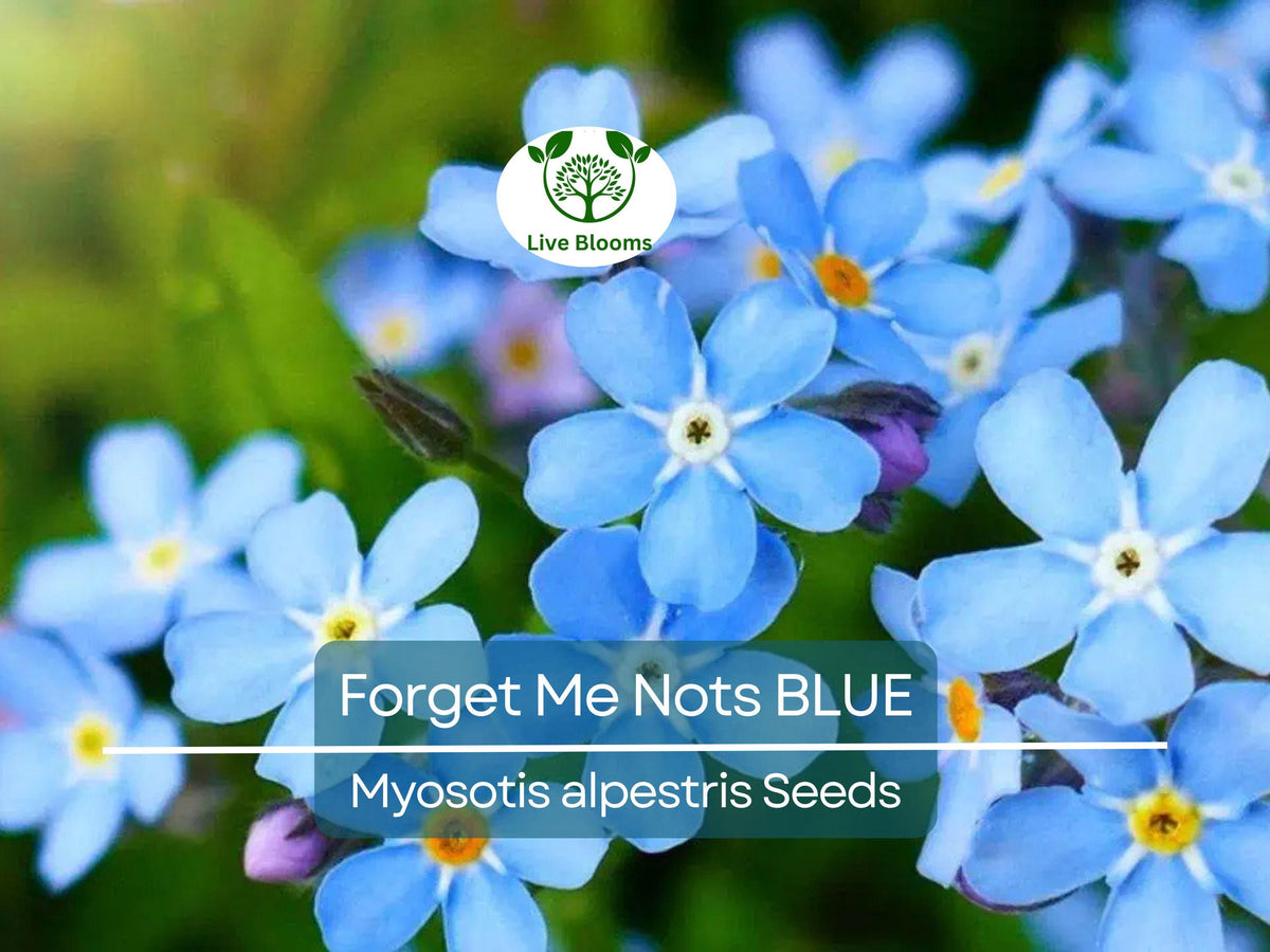 Blue Forget Me Nots Seeds, Perennial Flower, Myosotis, Non-GMO, Pollinator-Friendly, Spring Blooms, Garden & Cut Flower Planting