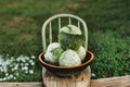 Danish Ballhead Cabbage Seeds – Heirloom Brassica oleracea var. capitata for Large, Dense, Long-Storage Heads