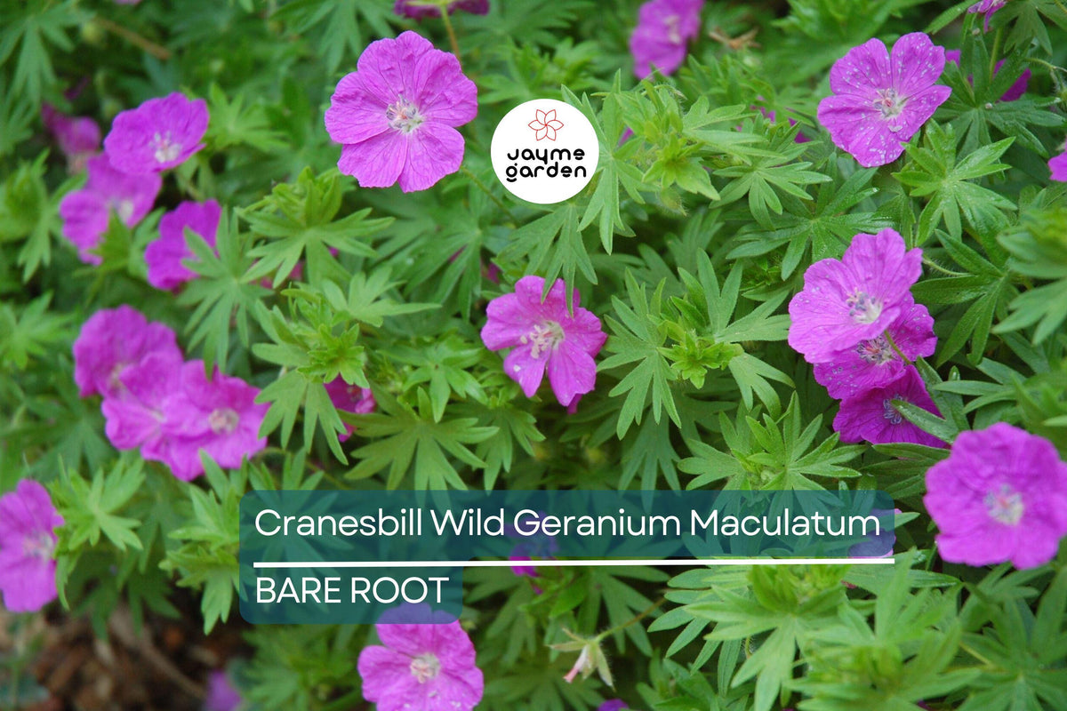 10 Cranesbill Wild Geranium Bare Roots – Organic Native Wildflower, Pollinator-Friendly, Hardy Perennial, Geranium maculatum