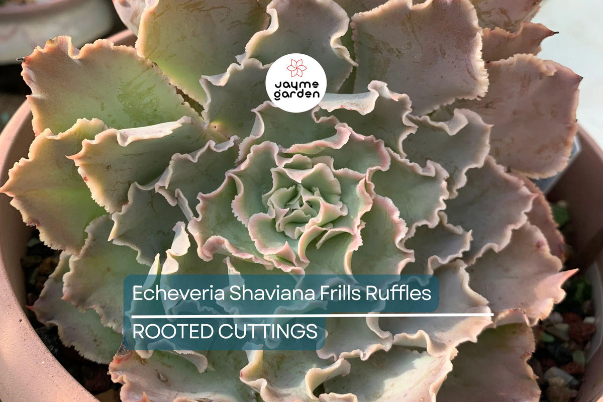 Echeveria Shaviana Frills Ruffles Succulent - 9" Live Plant Cutting, Pink Edges, Drought-Resistant, Indoor/Outdoor, Bare Root