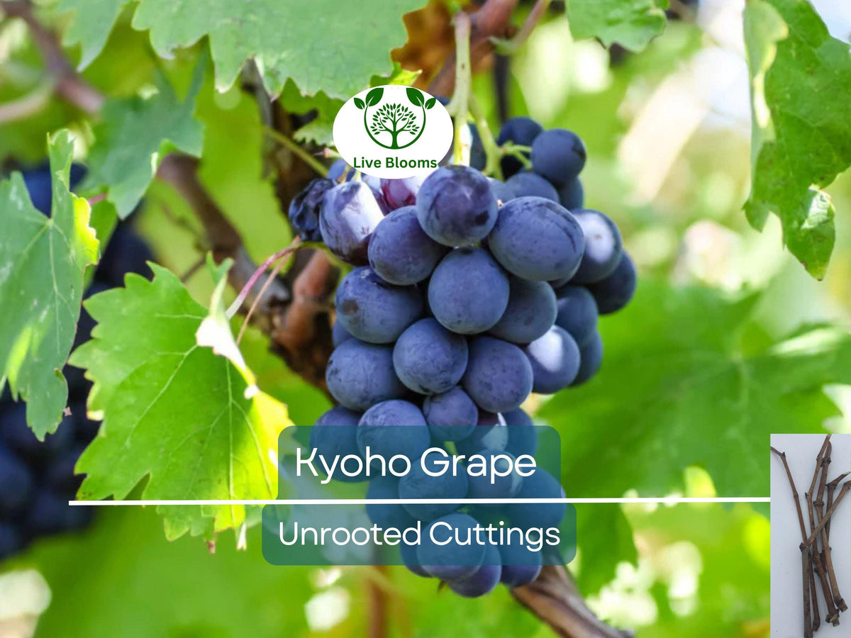 Japanese Kyoho Grape Unrooted Cuttings – Vitis labrusca, Sweet Purple Grapes, Easy to Root, Grape Vine Propagation, Rare Fruit Cuttings