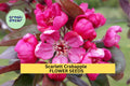 Scarlett Crabapple Seeds – Ornamental Tree Seeds with Pink Blooms & Red Fruit – Malus spp. for Garden Landscaping & Wildlife Attraction
