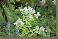Mountain Mint Herb Seeds, Perennial, Non-GMO, Pollinator-Friendly, Pycnanthemum spp.