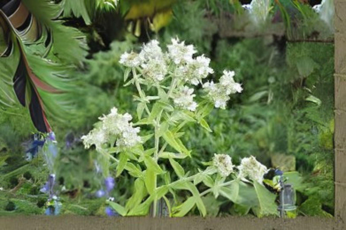 Mountain Mint Herb Seeds, Perennial, Non-GMO, Pollinator-Friendly, Pycnanthemum spp.