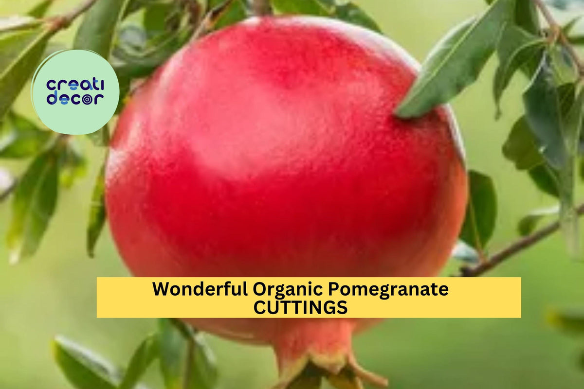 Organic Wonderful Pomegranate Cuttings | Punica granatum 'Wonderful' | Fruit Tree Propagation | 9"+ Unrooted Wood