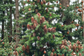 Abies balsamea Lake State Balsam Fir Seeds – Native Evergreen Tree with Fragrant Needles, Cold-Hardy Forest Conifer