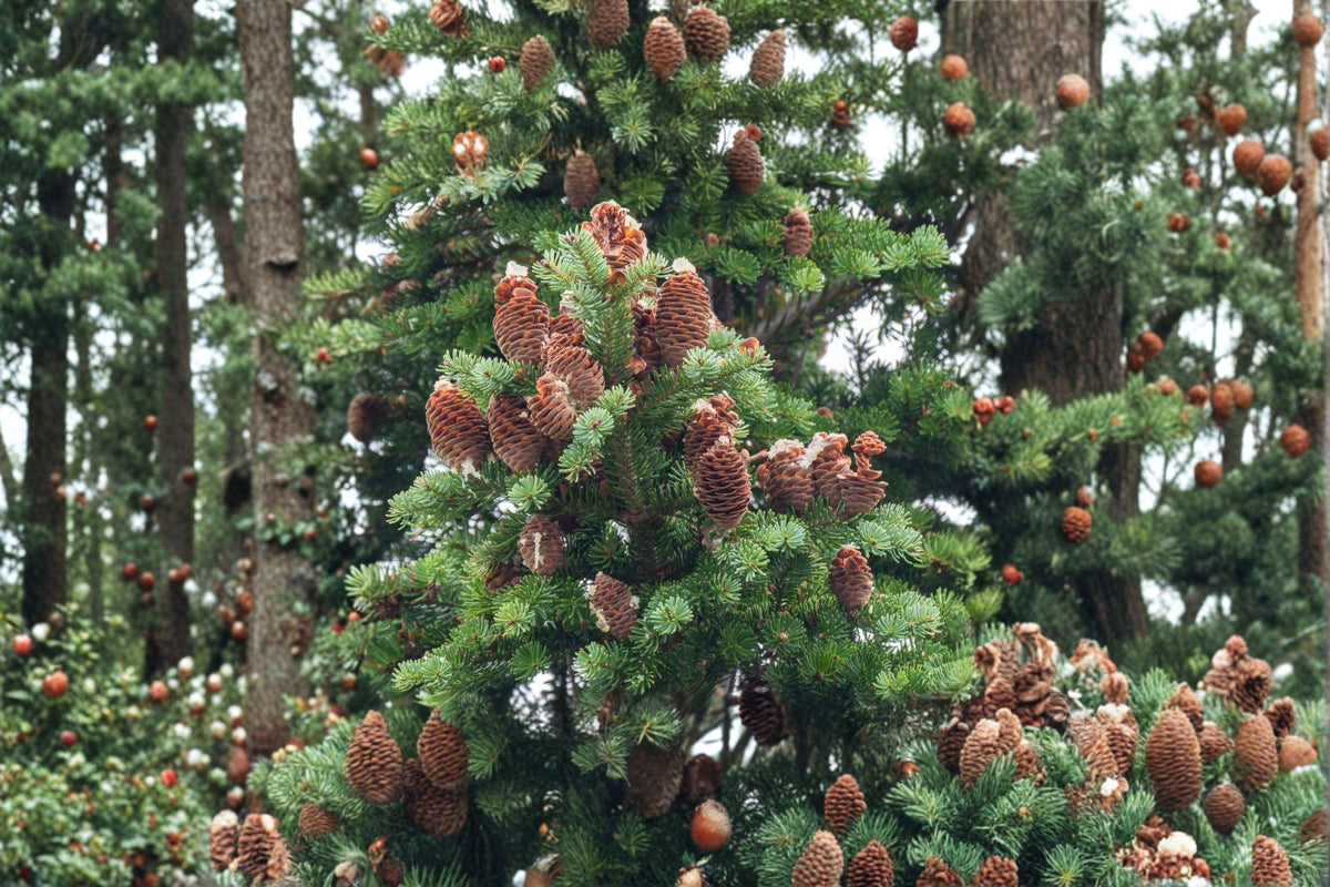 Abies balsamea Lake State Balsam Fir Seeds – Native Evergreen Tree with Fragrant Needles, Cold-Hardy Forest Conifer