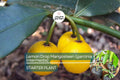 Lemon Drop Mangosteen Tree | Garcinia intermedia | Tropical Edible Fruit Plant | Live Starter Tree 3"-12"
