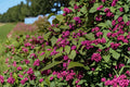 Beautyberry Live Plants Bare Root 12-18" Purple Berry Shrub Callicarpa americana