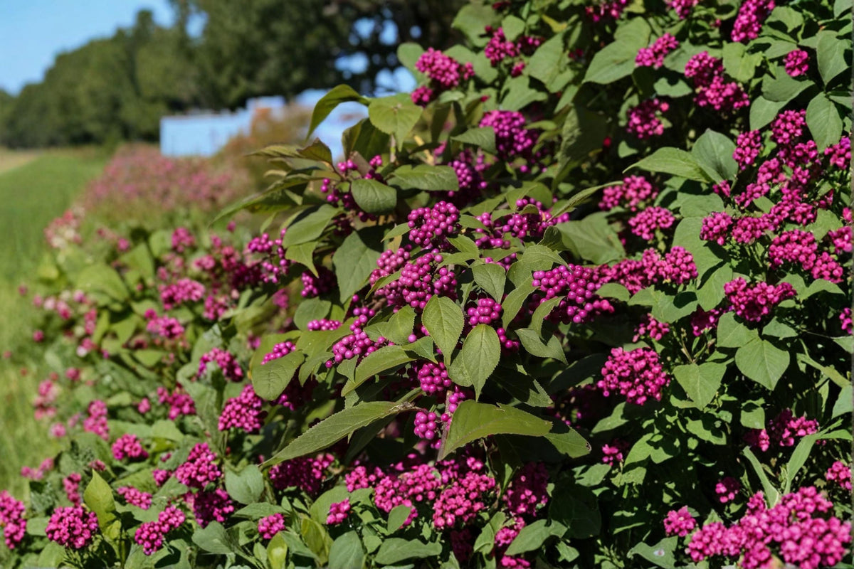 Beautyberry Live Plants Bare Root 12-18" Purple Berry Shrub Callicarpa americana