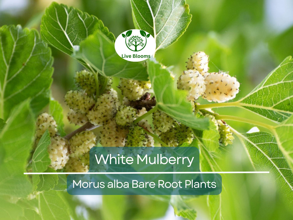 White Mulberry Tree Bare Root – Morus Alba, 1-2 Ft Tall, Fast-Growing Fruit Tree for Garden or Landscape